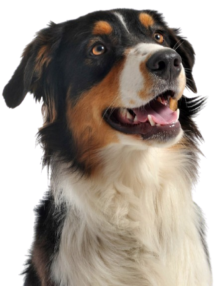 Cane felice presso Fido24