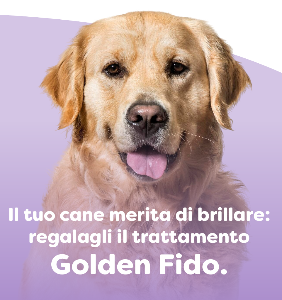 Prenotare Toelettatura Golden Fido online
