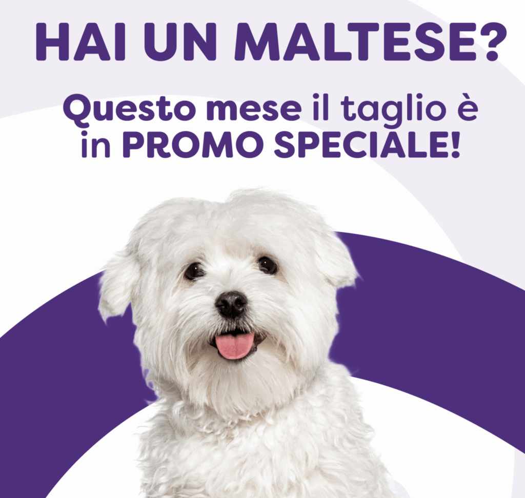 Toelettatura cani Bergamo, primo taglio speciale